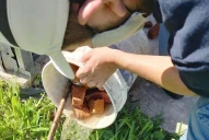 Dengue: se esperan más casos tras el fin de semana largo