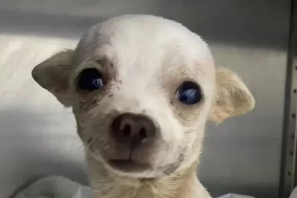 Murió Pinky, el perrito chihuahua apuñalado por defender a sus dueños en un robo
