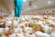 Brasil confirma los primeros casos de gripe aviar