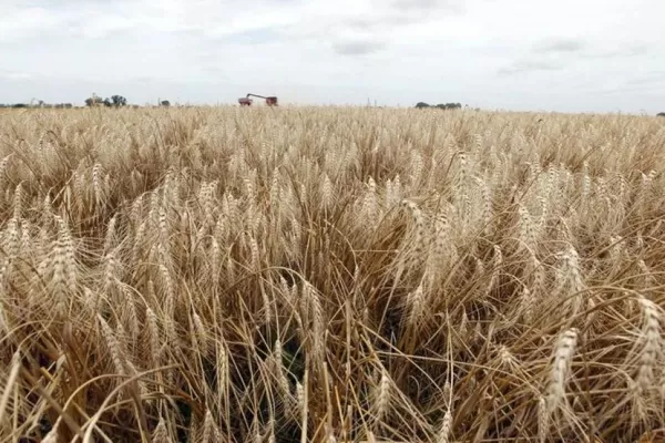 Brasil aprueba el cultivo de trigo transgénico