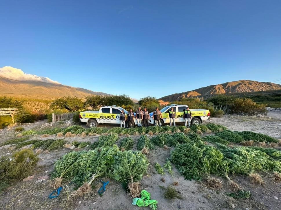 LA PRUEBA. Las plantas que fueron encontradas en los valles.  