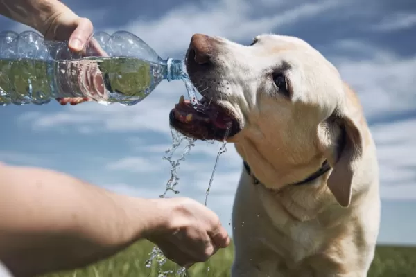Impulsan un proyecto para permitir las visitas de mascotas en los establecimientos geriátricos