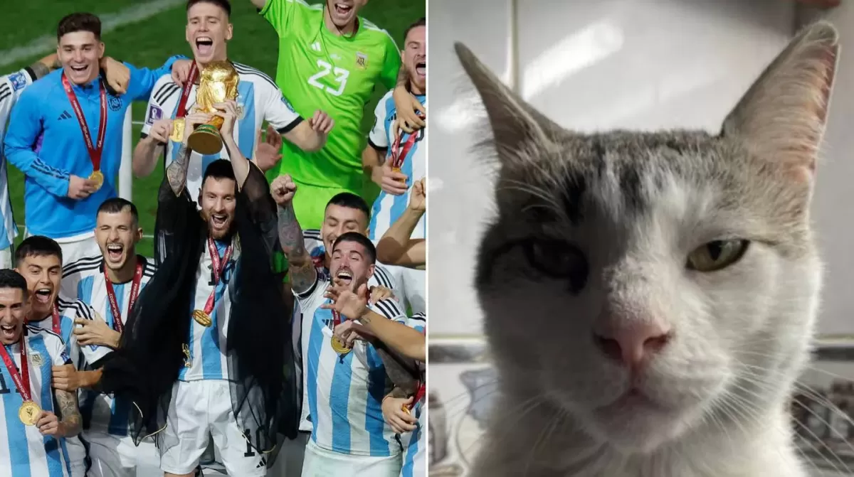 Comparó a un gato con un jugador de la Selección argentina y es furor en las redes