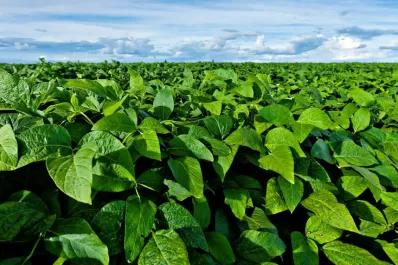 El productor arriesgó mucho en la siembra