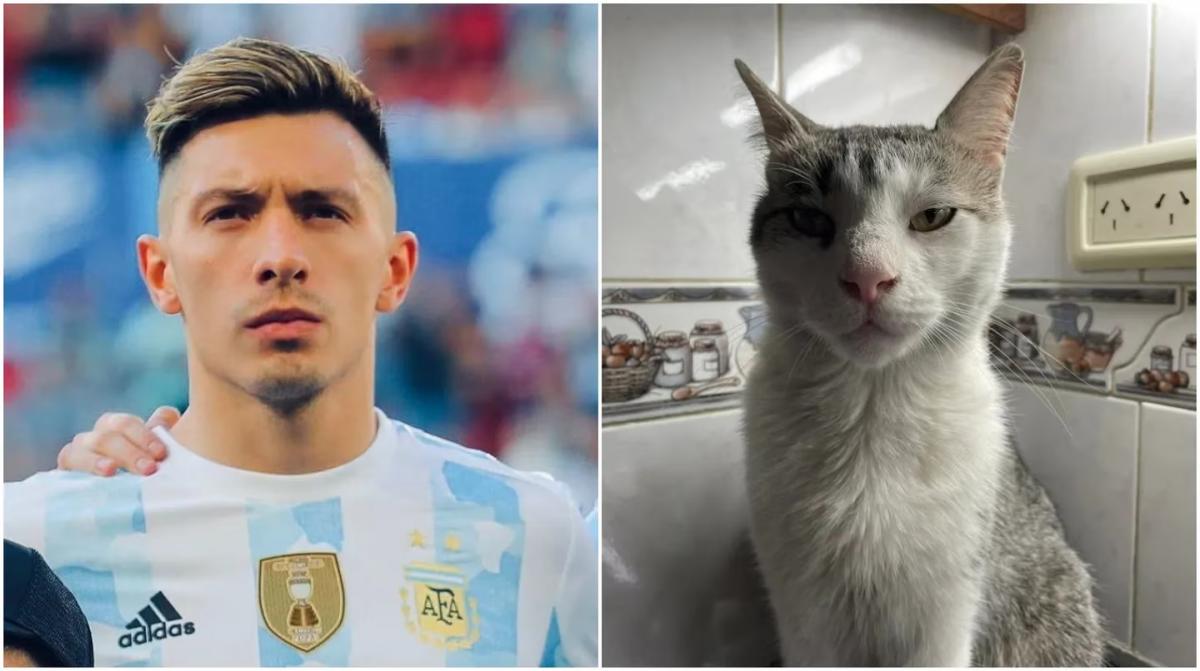 Comparó a un gato con un jugador de la Selección argentina y es furor en las redes