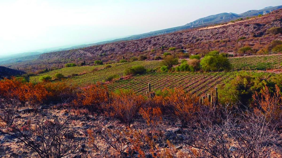 Tres opciones para degustar los secretos de los vinos