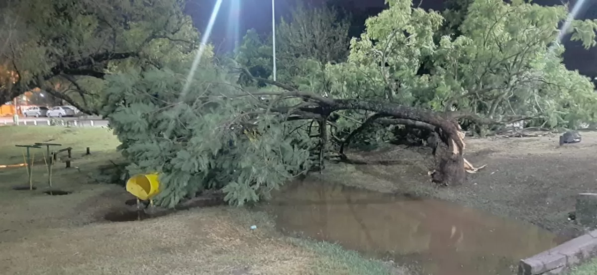 UN PELIGRO. EL árbol se desplomó sobre juegos infantiles. 