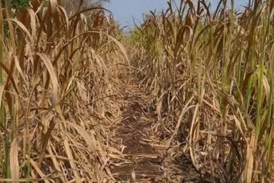 Sequía: No están dadas las condiciones para declarar la emergencia en toda la provincia’’