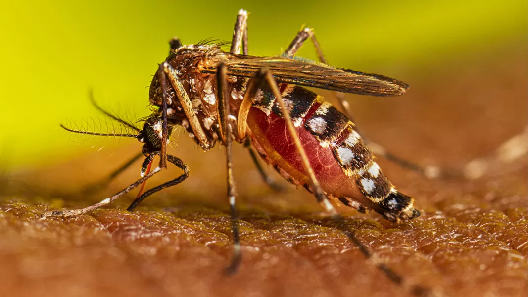 Dengue en Tucumán.