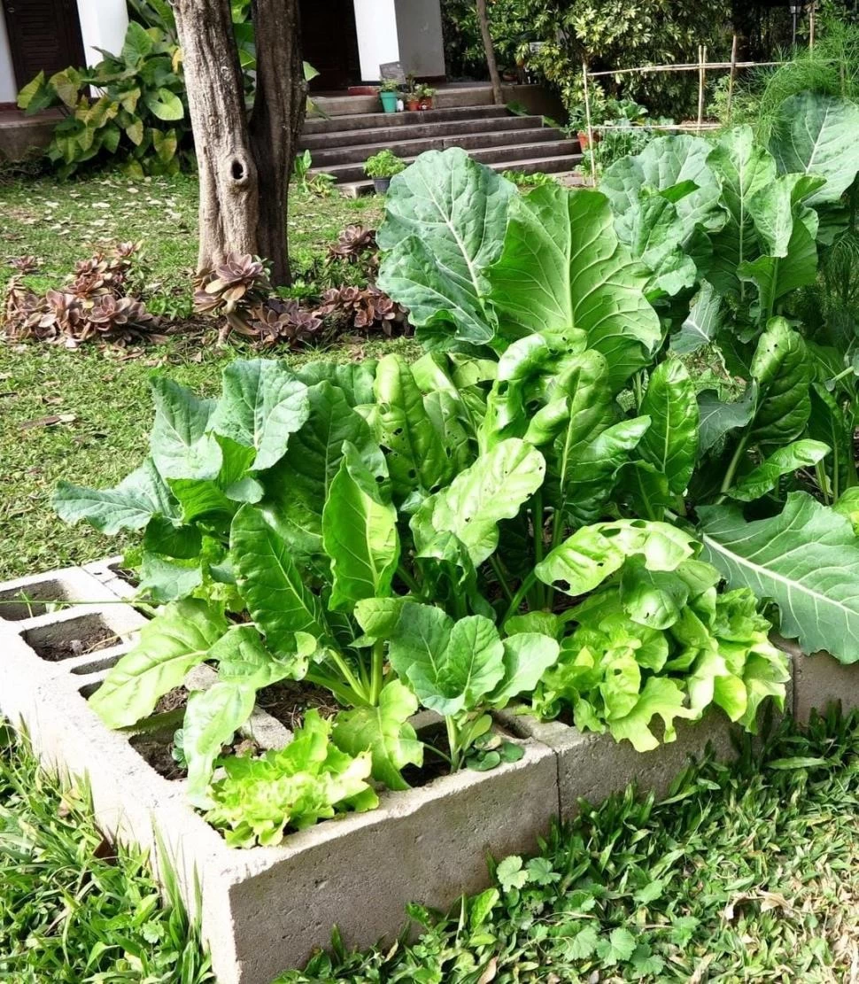 RECURSO NATURAL. Empezar un cultivo en casa es una decisión determinante para cambiar nuestros hábitos de consumo. 