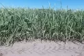 La sequía y el calor afectaron los cañaverales y ya no queda tiempo para una recuperación