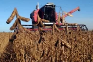 Cierre de la campaña de soja: se produjo 59% menos de lo que se esperaba por la sequía