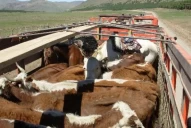 Debido a la sequía, ganaderos apuran la faena de vacunos