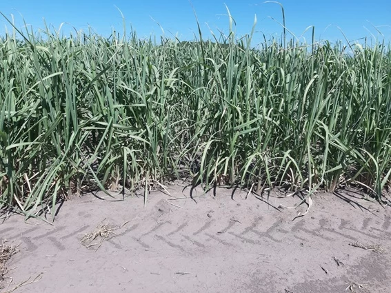 SITUACIÓN. El estrés hídrico causa en el cañaveral alteraciones que afectan la expansión foliar y el desarrollo radicular, lo que limita la absorción de agua y de nutrientes y la actividad fotosintética, factores que restringen el crecimiento.  