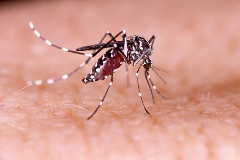 VECTOR DE PATOLOGÍAS. El Aedes transmite dengue, zika y chikungunya.