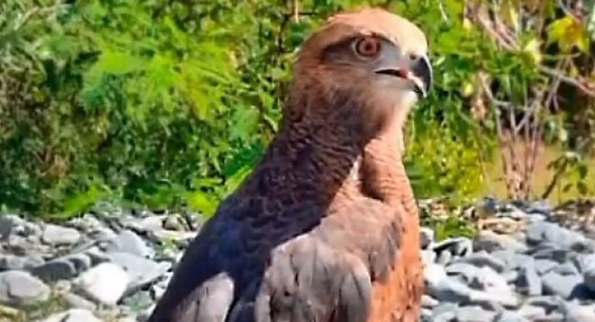 Tucumán: liberaron tres ejemplares de aves rapaces