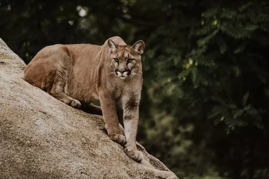 Las yungas son el hábitat natural de los pumas