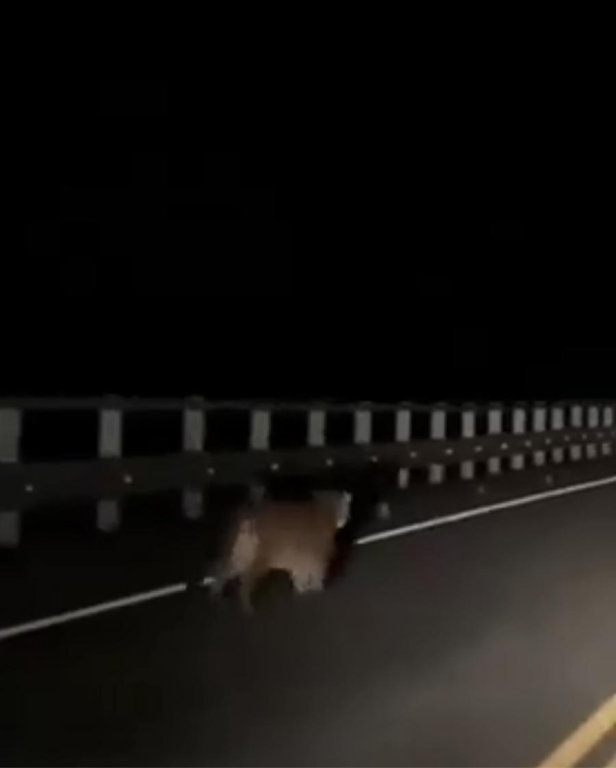 El pequeño felino explorando el camino a metros del vehículo