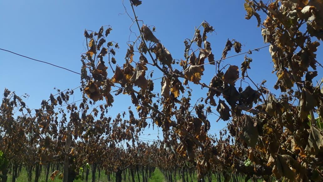 A causa de la sequía, el Gobierno anunció medidas excepcionales para el campo