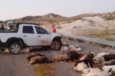 Neuquén: un automovilista atropelló y mató a más de 40 chivos