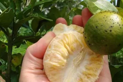 En Tucumán preocupa la expansión de una plaga que destruye a los cítricos