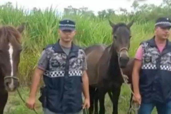 Recuperaron seis caballos que habían sido robados de distintas fincas de Burruyacú