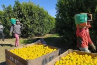 Proponen ayudar a la agricultura familiar