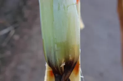 La Eeaoc no avala el uso generalizado de maduradores químicos en los cañaverales