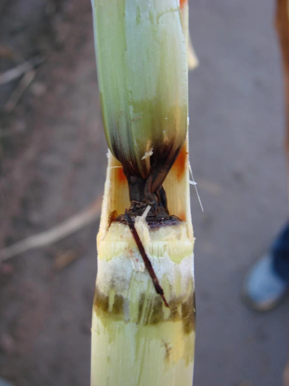 DATO. Para evitar daños en las cañas usando maduradores es necesario que el cultivo esté en buenas condiciones. 