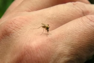 Dengue: qué pasa si me vuelvo a infectar y a qué síntomas debo estar atento