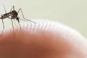 La OMS alerta el aumento de mosquitos que transmiten dengue en Europa y Sudamérica