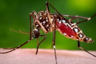 Los 10 mitos que deberías conocer sobre el dengue