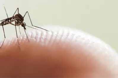 La OMS alerta el aumento de mosquitos que transmiten dengue en Europa y Sudamérica