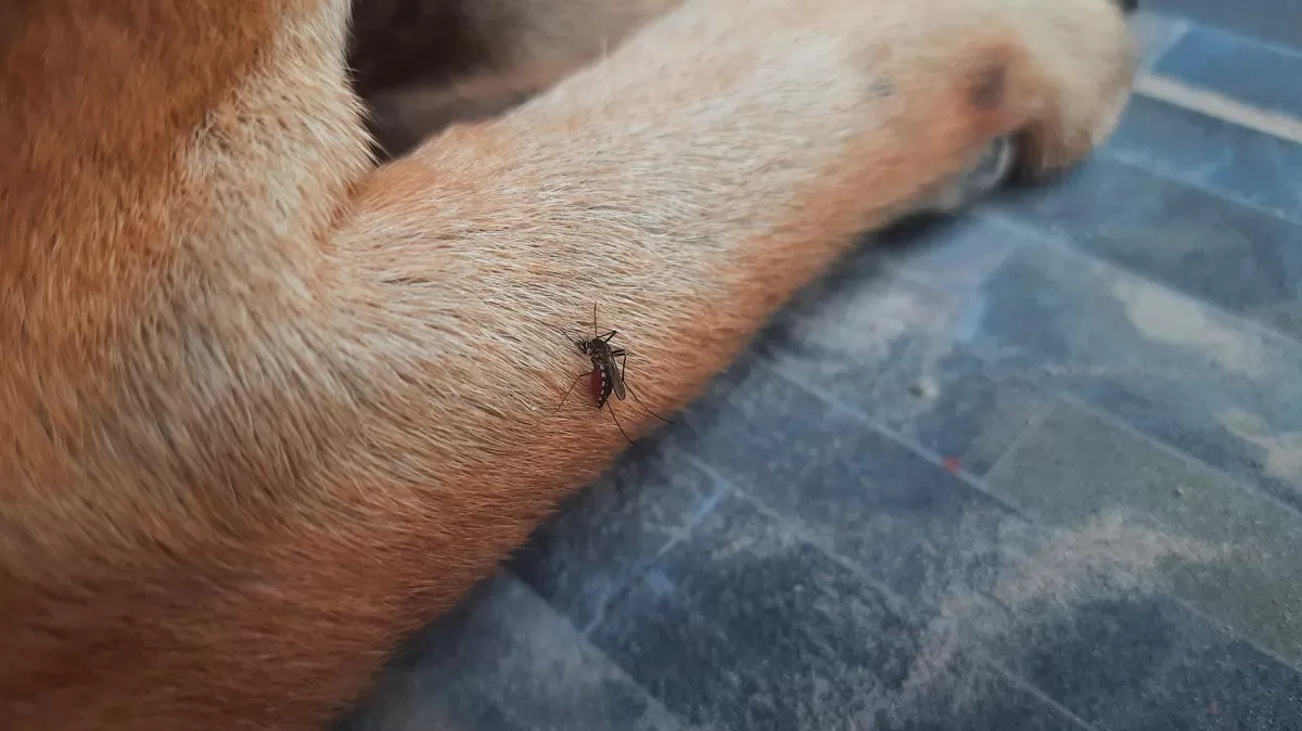 Mosquitos y animales: ¿los perros y los gatos son sensibles al dengue?