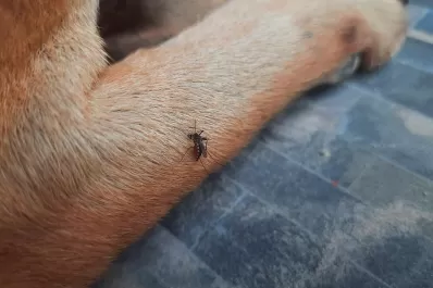 Dengue y mascotas: ¿los gatos y los perros pueden contraer la enfermedad?