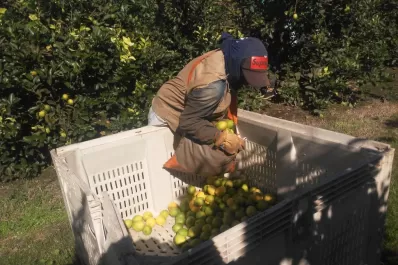 Estiman que Tucumán producirá casi 1,4 millón de toneladas de limón