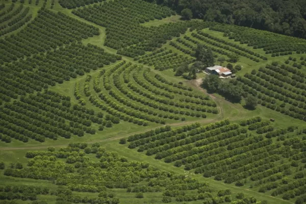 La producción de limones en el NOA caerá un 20% respecto de la campaña del año pasado