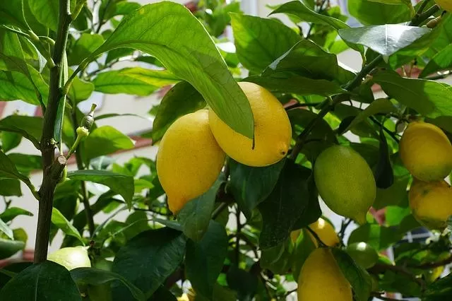 TOPE. Burruyacu, el departamento con mayor superficie plantada de cítrus.