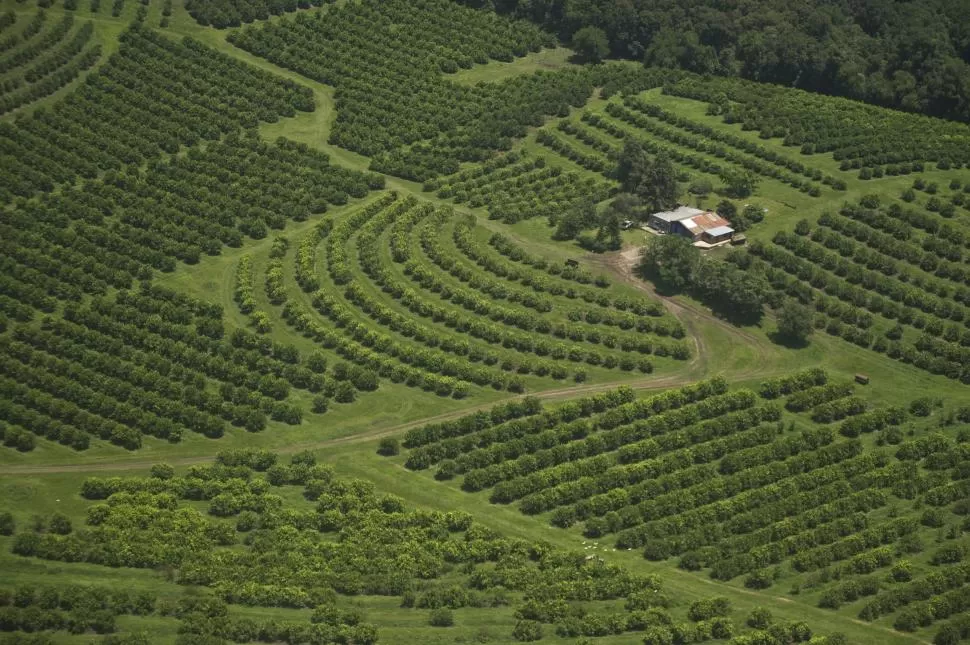 DATO. Las plantaciones de limón en nuestra provincia se encuentran distribuidas equitativamente entre la zona norte, los departamentos de Burruyacu y de Tafí Viejo y en las zonas centro y sur. LA GACETA / FOTO DE JORGE OLMOS SGROSSO