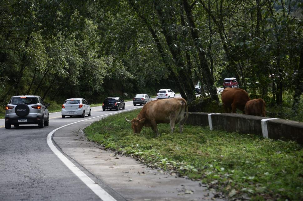 A TENER MUCHO CUIDADO. Los animales sueltos que pasan por la ruta 307 son un problema al que todavía no se le encontró solución.  