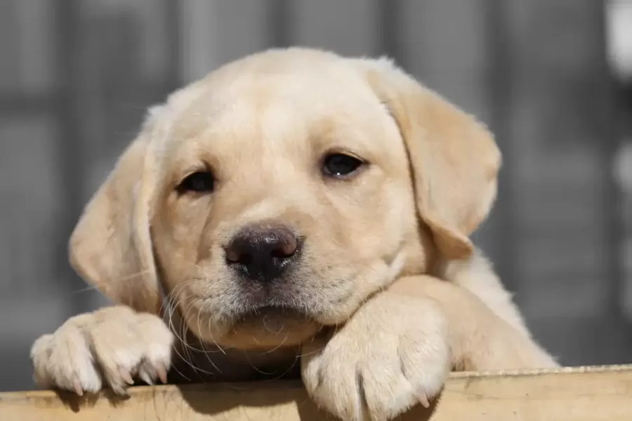 Un perro labrador se intoxicó con bebidas alcohólicas. 