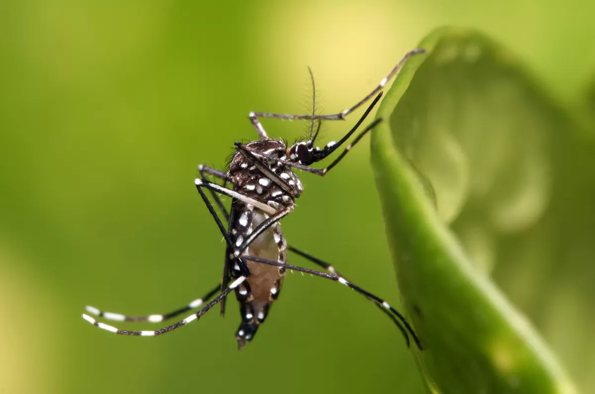 Aedes aegypti: mosquito transmisor del dengue