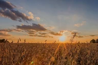 Una jornada de soja, enmarcada por los efectos de la sequía