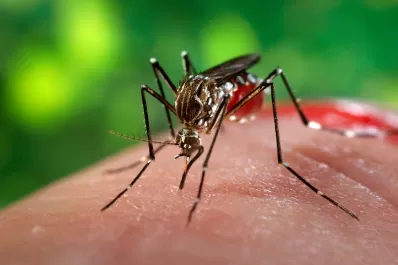 En Salta producen biocontroladores para el mosquito Aedes aegypti
