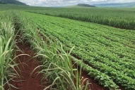 Esta campaña se sembró un 2,3% menos de hectáreas de soja