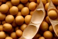 Se espera un impacto negativo en la calidad de la semilla