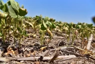 Soja: esperan el rinde más bajo en 15 ciclos