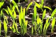 Tiempo de pensar en los cultivos invernales