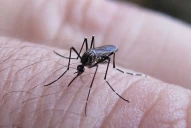 Récord de dengue: los casos registrados superan en un 48,4% al pico de 2020