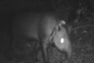 Muerte de la tapir Suyana: secuestraron armas y municiones